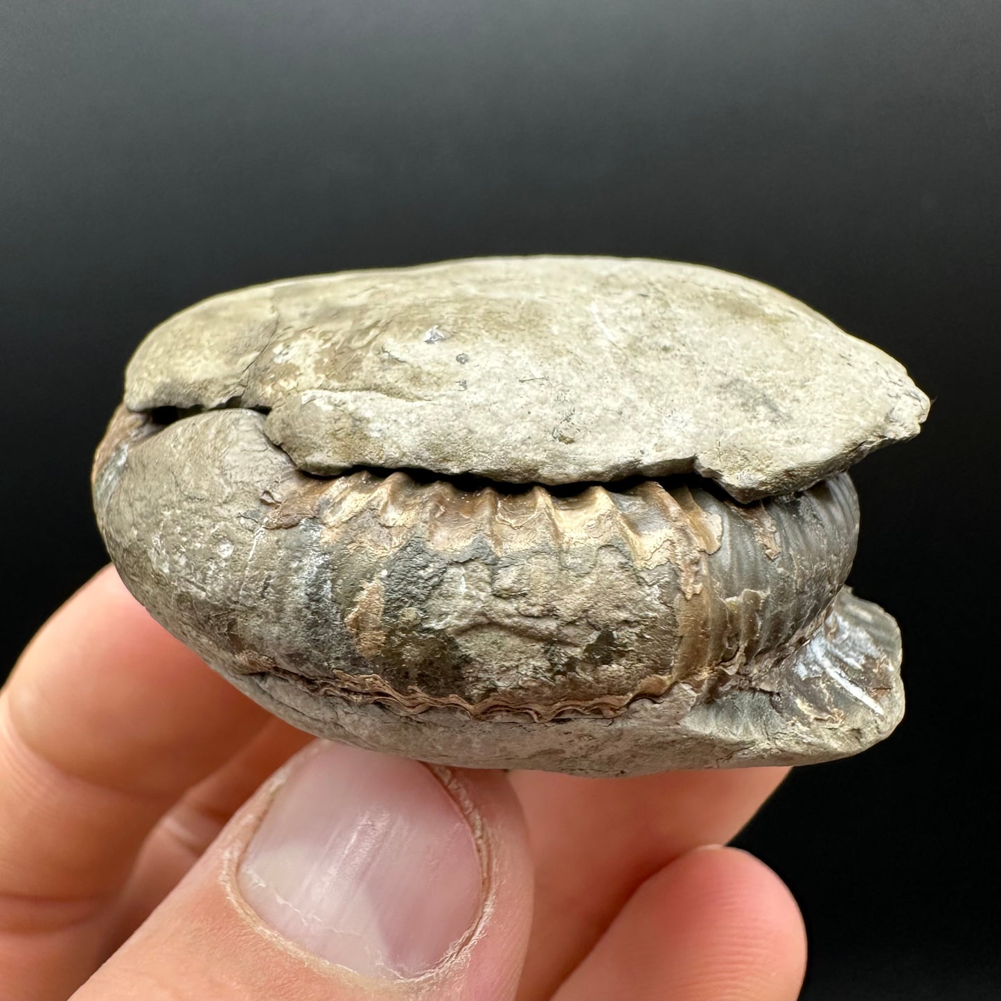 Dactylioceras Ammonite nodule (split pair) Fossil With Box And Stand - Whitby, North Yorkshire Jurassic Coast Yorkshire Fossils