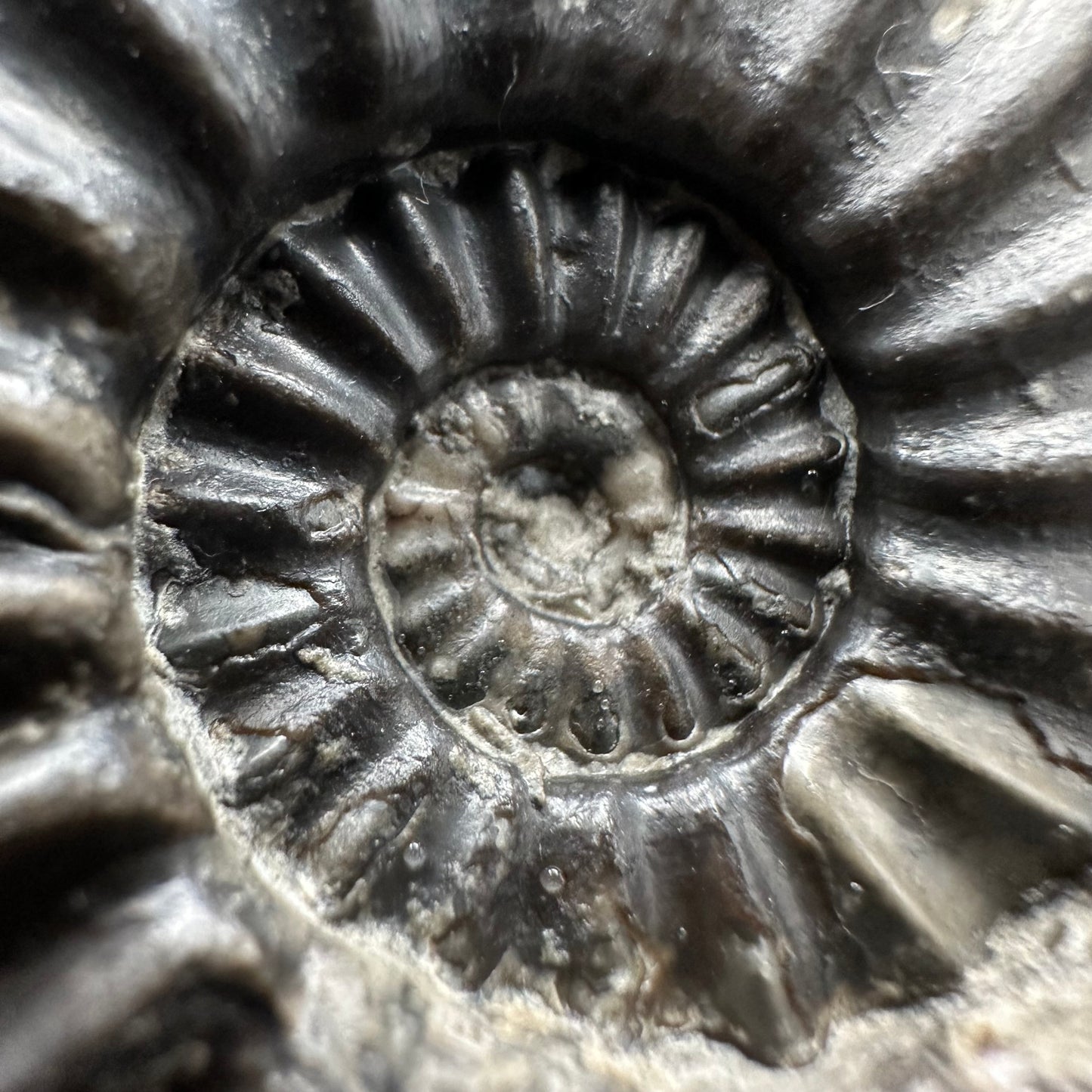 Asteroceras Ammonite fossil with box and stand - Whitby, North Yorkshire Jurassic Coast Yorkshire Fossils