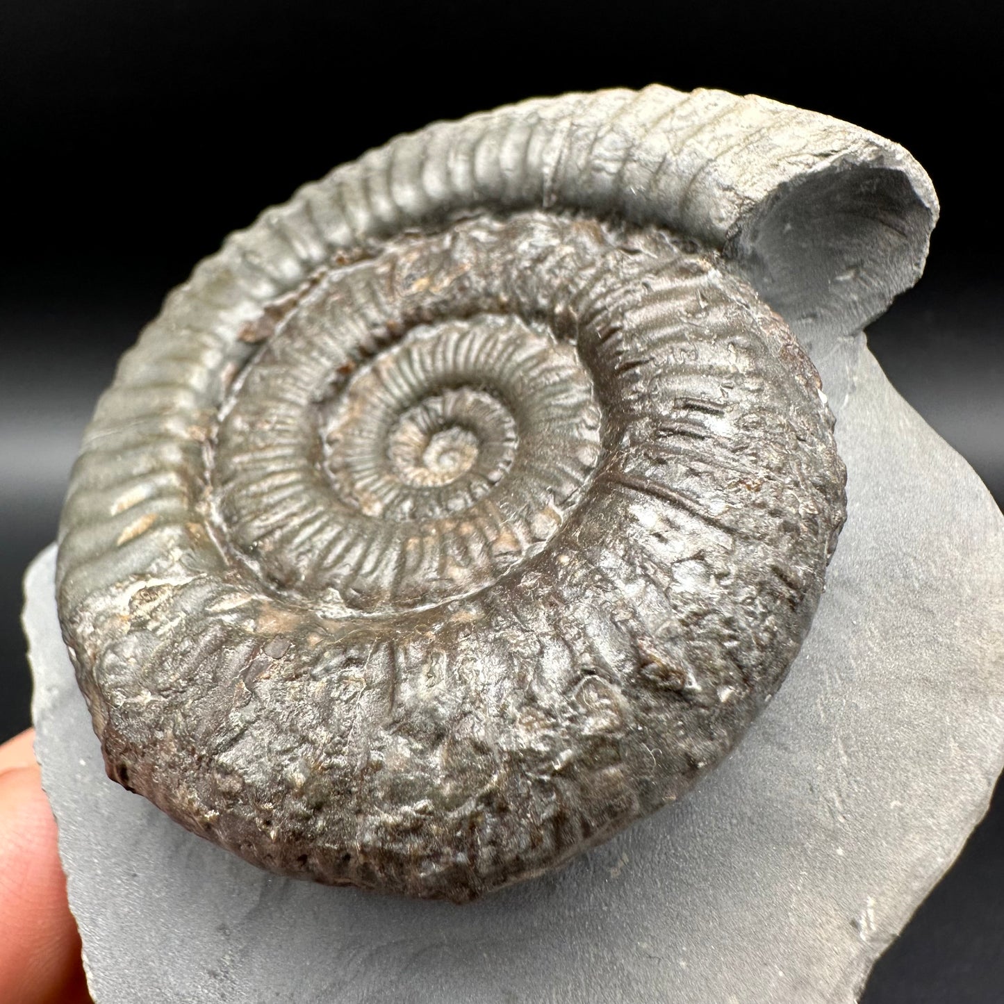 Peronoceras fibulatum Ammonite fossil with box and stand - Whitby, North Yorkshire Jurassic Coast Yorkshire Fossils