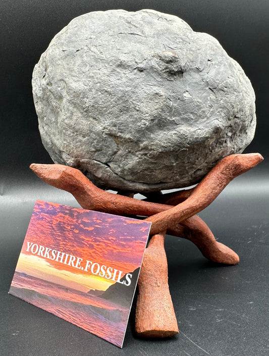 Hildoceras lusitanicum Ammonite nodule (split pair) Fossil With Stand - Whitby, North Yorkshire Jurassic Coast Yorkshire Fossils