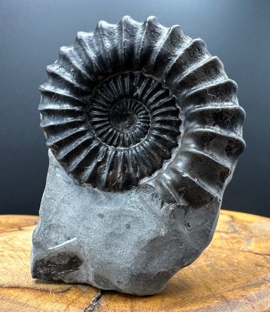 Pleuroceras hawskerense Ammonite fossil with box and stand - Whitby, North Yorkshire Jurassic Coast, Yorkshire fossils
