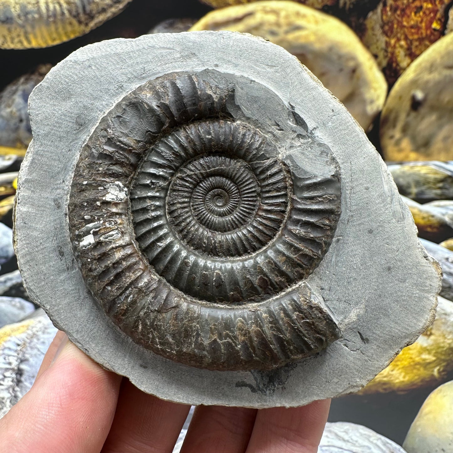 Dactylioceras ammonite fossil - Whitby, North Yorkshire Jurassic Coast