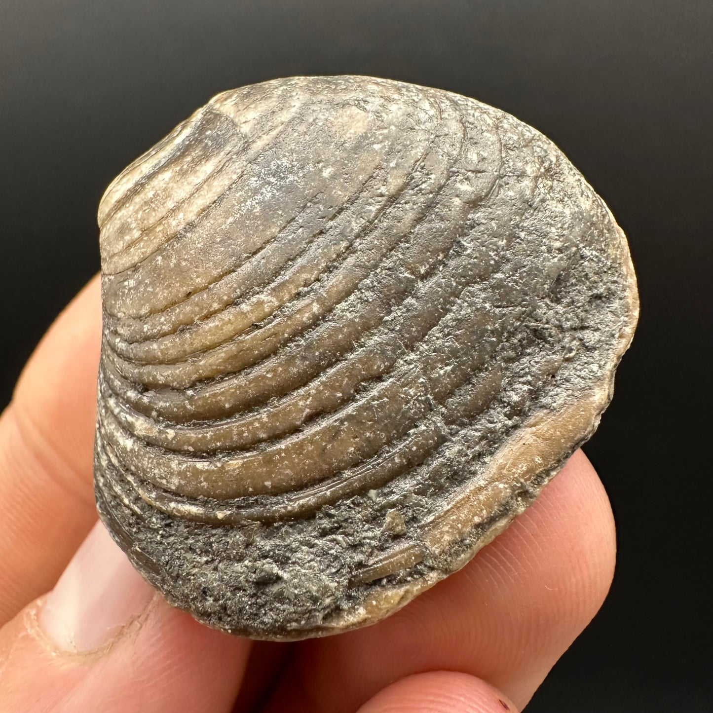 Shell fossil with box and stand - Whitby, North Yorkshire, Jurassic Coast, Yorkshire Fossils