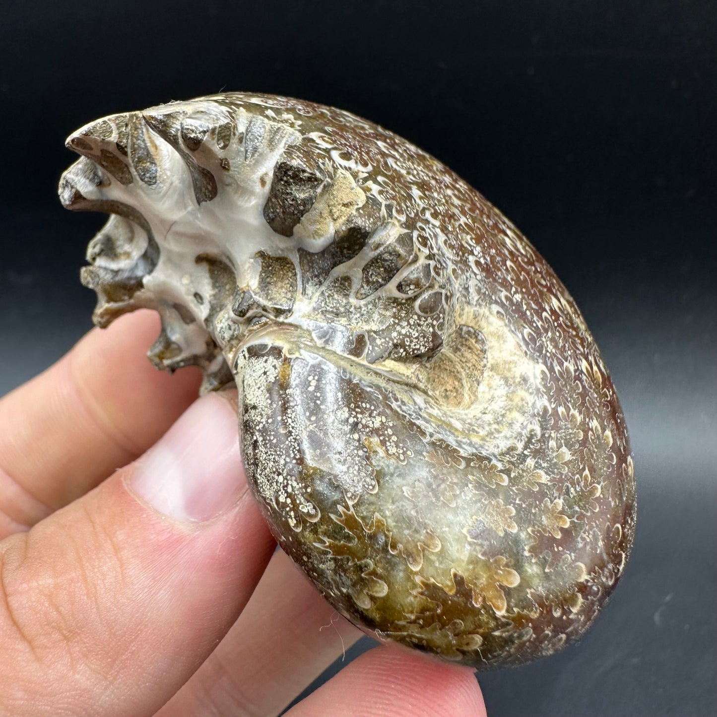 Phylloceras Ammonite Fossil With Box And Stand - Cretaceous Ammonite Madagascar