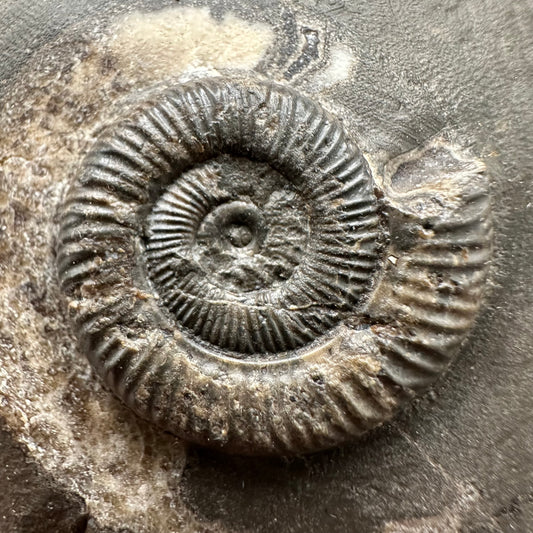 Dactylioceras Ammonite Fossil Gift Set - Whitby, North Yorkshire Jurassic Coast Yorkshire Fossils