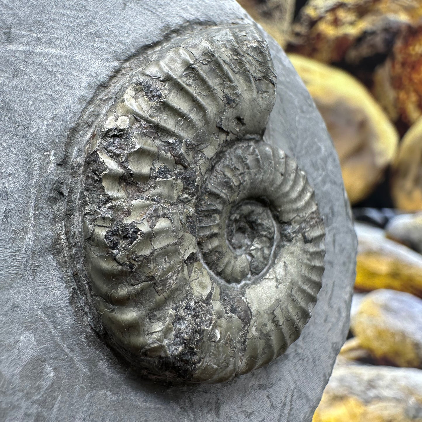 Hildoceras lusitanicum ammonite fossil - Whitby, North Yorkshire, Jurassic Coast, Yorkshire Fossils