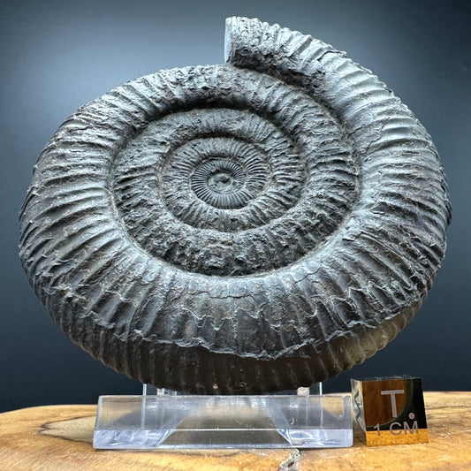 Dactylioceras Ammonite Fossil With box and Stand - Whitby, North Yorkshire Jurassic Coast Yorkshire Fossils