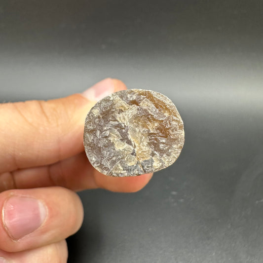 Belemnite (Fossil Squid) shell fossil - Whitby, North Yorkshire Jurassic Coast Yorkshire Fossils