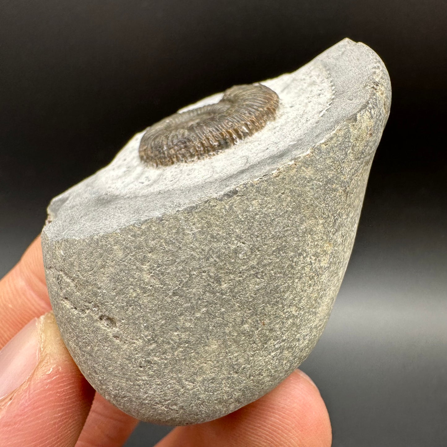 Dactylioceras Ammonite Fossil With Box And Stand - Whitby, North Yorkshire Jurassic Coast Yorkshire Fossils