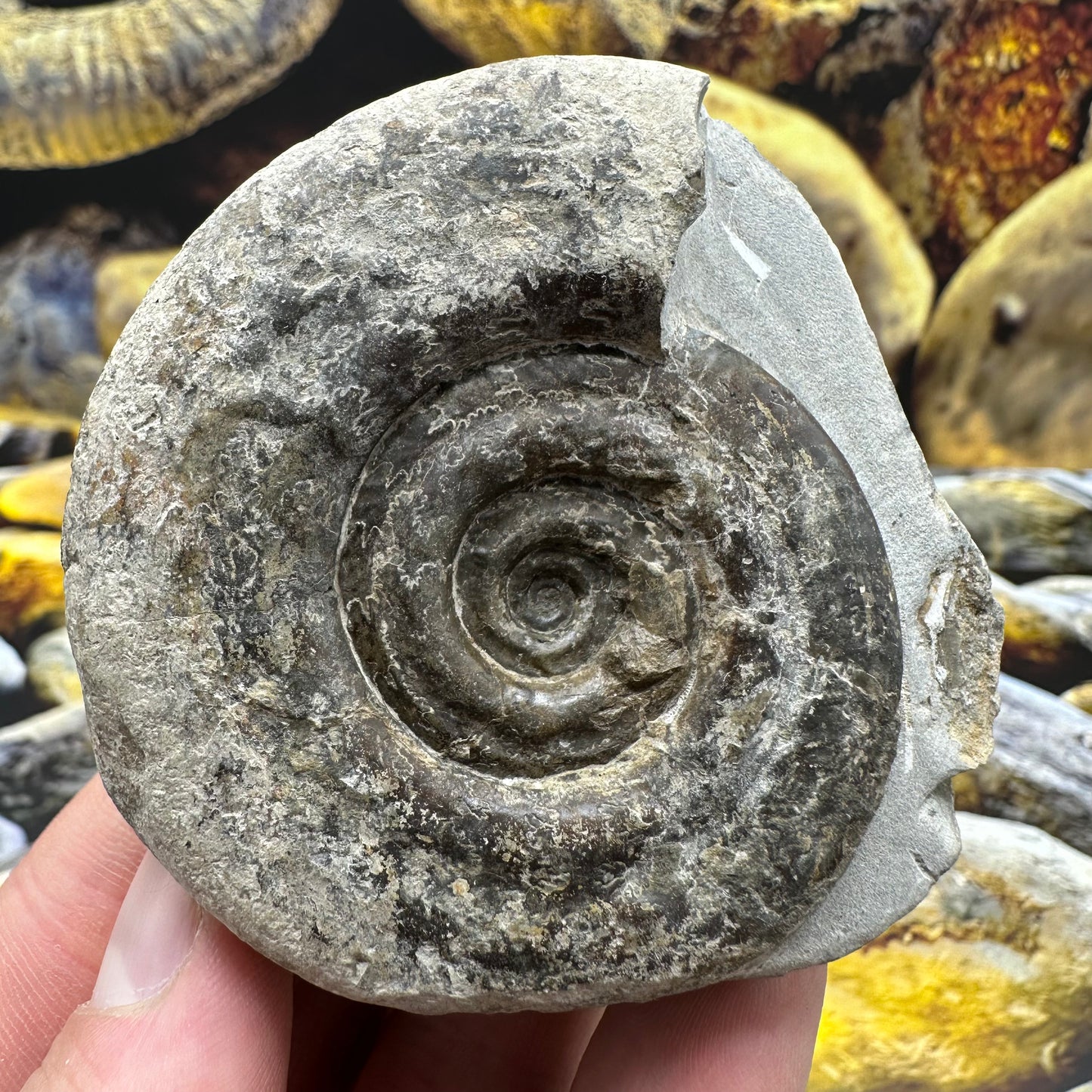 Hildoceras Bifrons ammonite fossil - Whitby, North Yorkshire Jurassic Coast