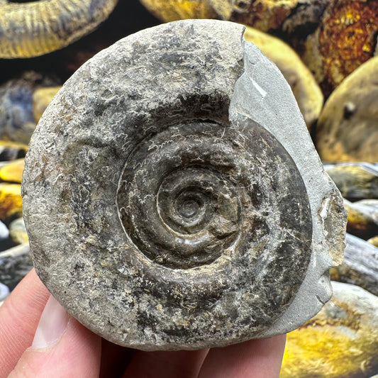 Hildoceras Bifrons ammonite fossil - Whitby, North Yorkshire Jurassic Coast