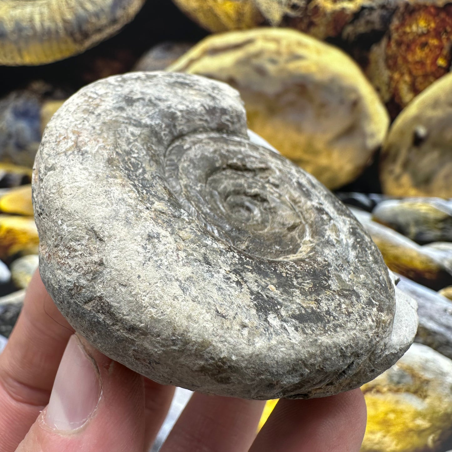 Hildoceras Bifrons ammonite fossil - Whitby, North Yorkshire Jurassic Coast