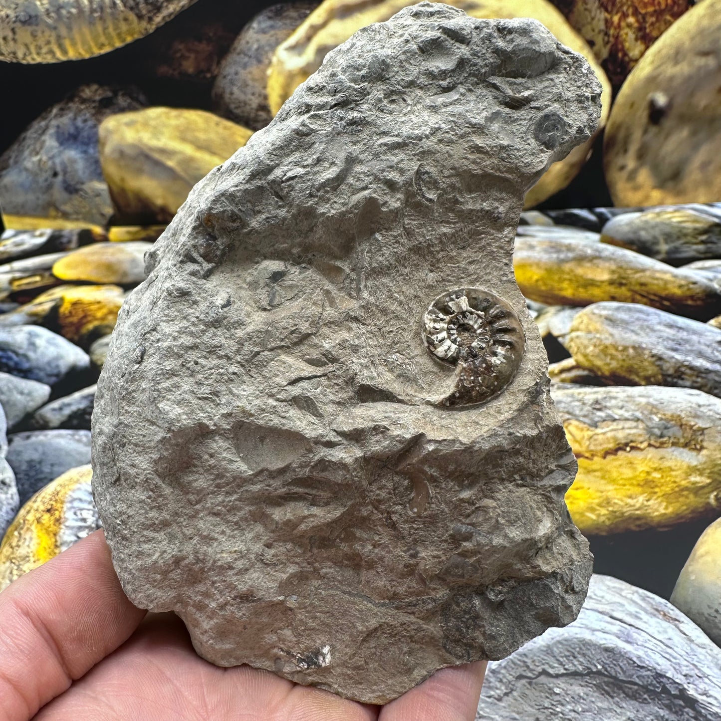 Amaltheus subnodosus ammonite fossil - Whitby, North Yorkshire Jurassic Coast, Yorkshire Fossils