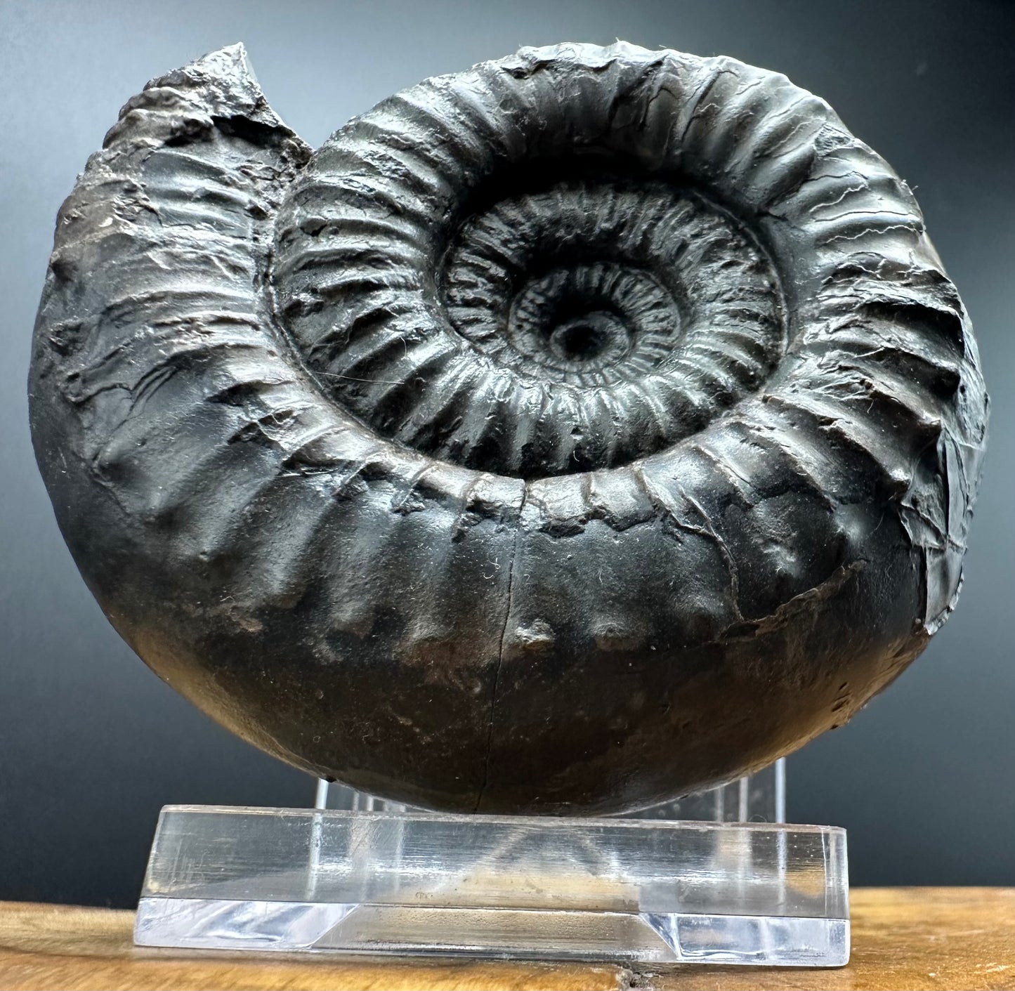Nodicoeloceras Sp. Ammonite Fossil With Box And Stand - Whitby, North Yorkshire Jurassic Coast Yorkshire Fossils