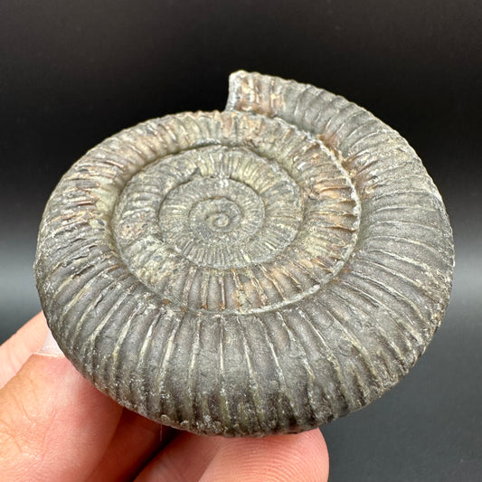 Dactylioceras Ammonite Fossil With Box And Stand - Whitby, North Yorkshire Jurassic Coast Yorkshire Fossils