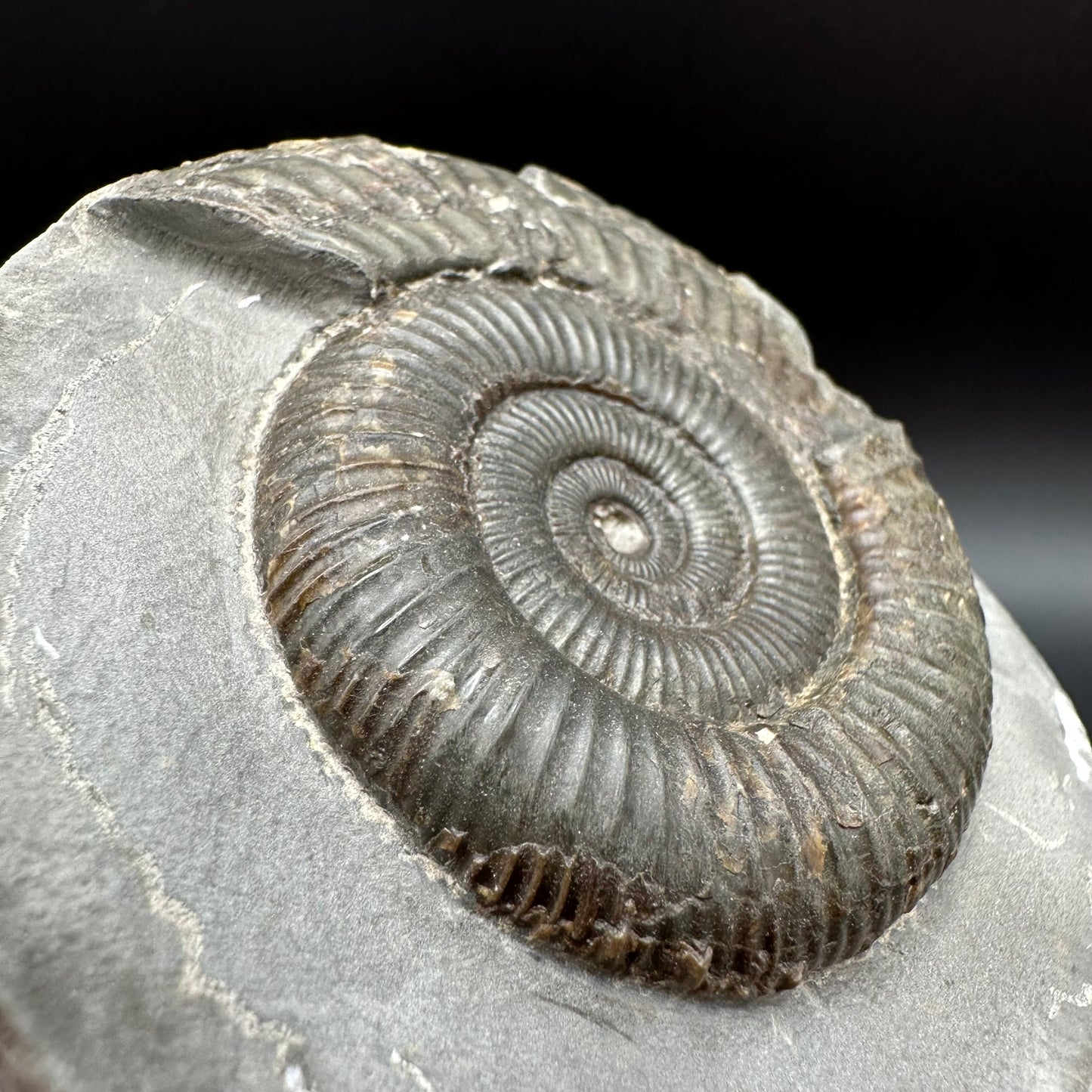 Dactylioceras Ammonite Fossil With Box And Stand - Whitby, North Yorkshire Jurassic Coast Yorkshire Fossils