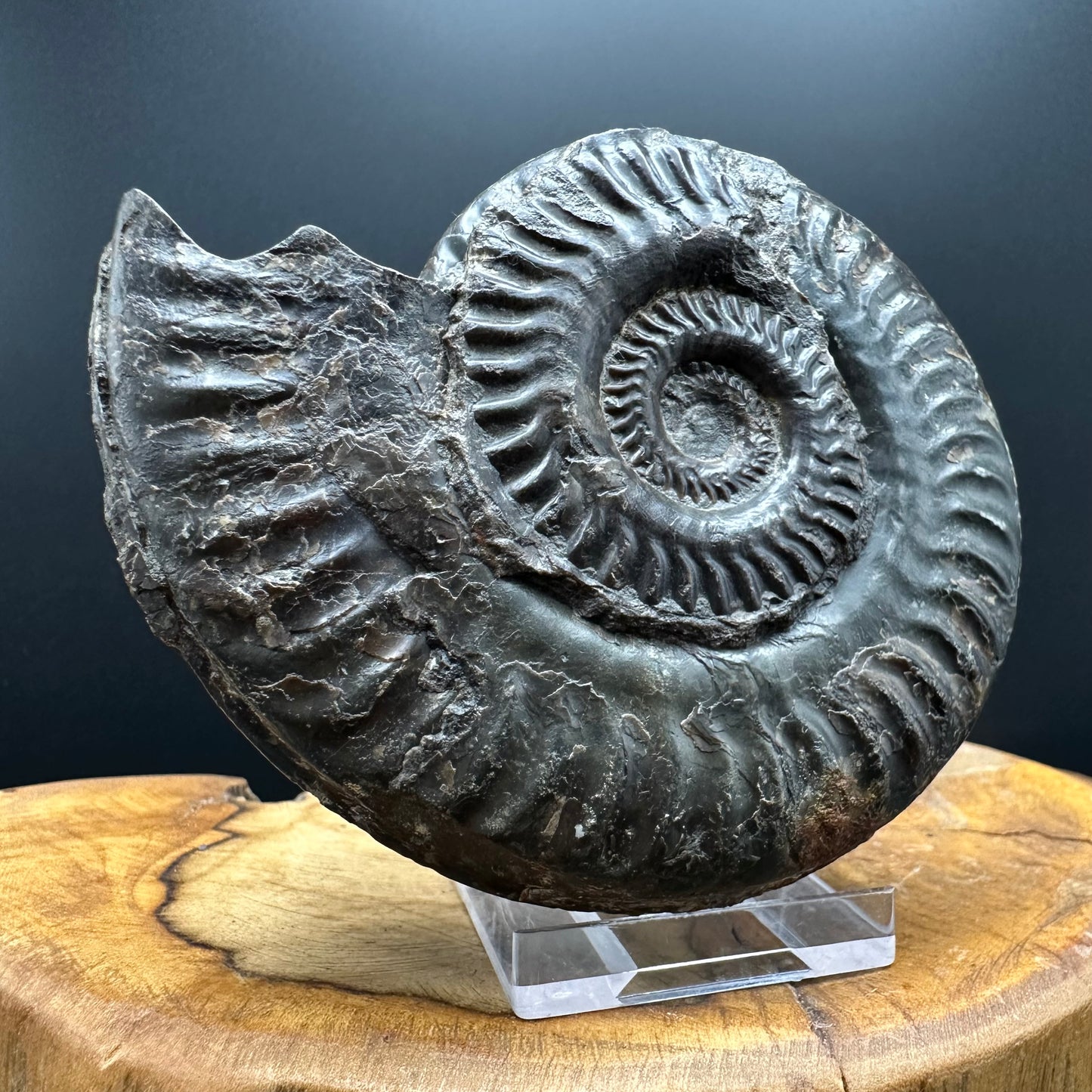 Hildoceras lusitanicum Ammonite fossil with stand - Whitby, North Yorkshire, Jurassic Coast, Yorkshire Fossils from the Jurassic Coast