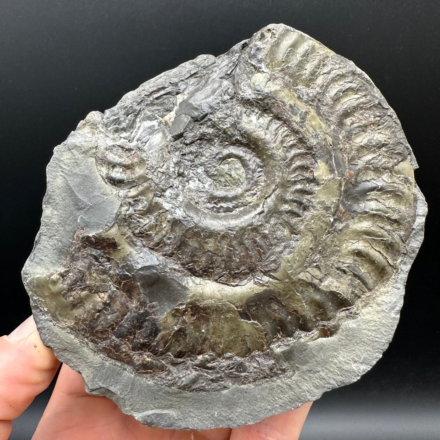 Hildoceras lusitanicum Ammonite Nodule (split pair) Fossil With Stand - Whitby, North Yorkshire Jurassic Coast Yorkshire Fossils