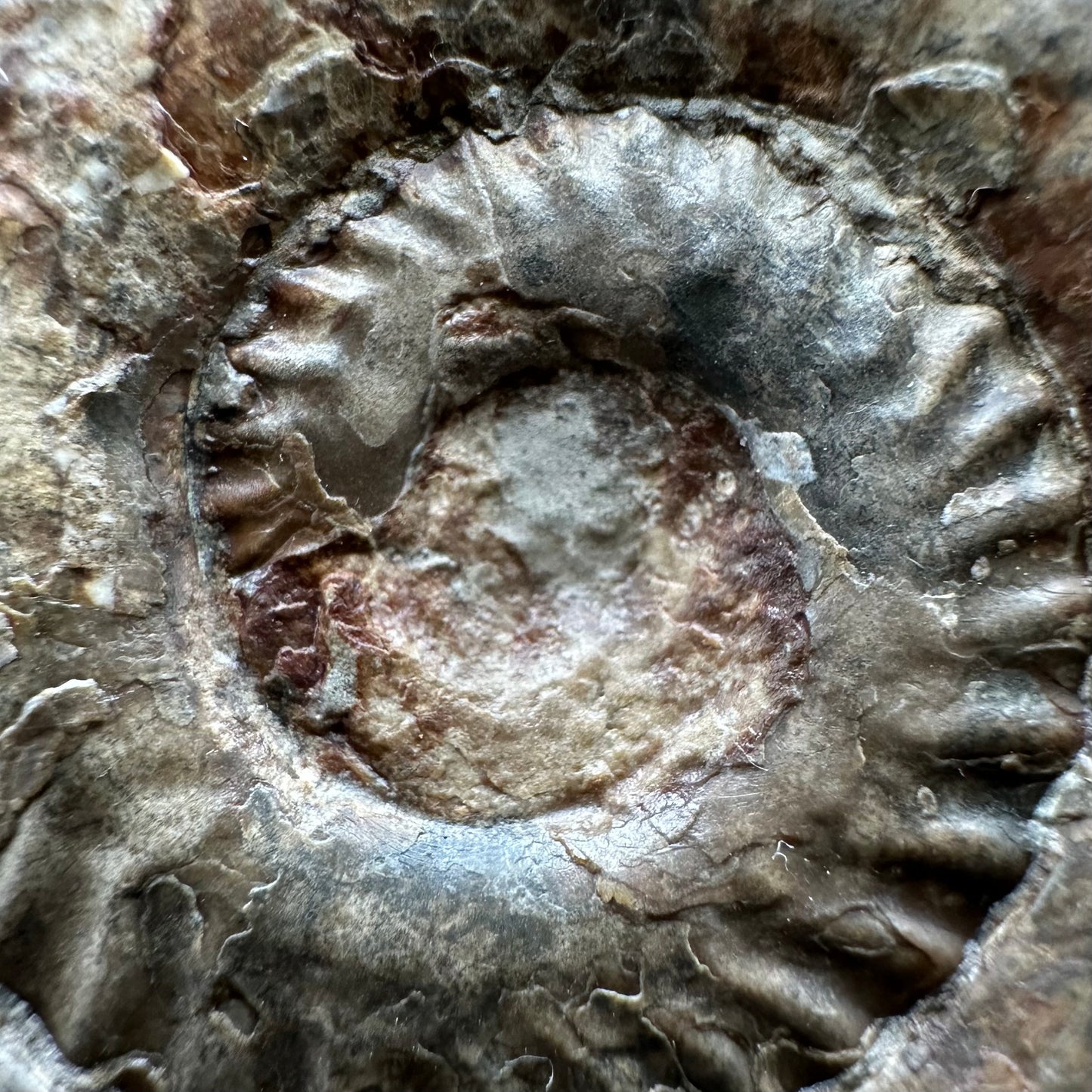 Hildoceras lusitanicum Ammonite fossil with box and stand - Whitby, North Yorkshire, Jurassic Coast, Yorkshire Fossils from the Jurassic Coast