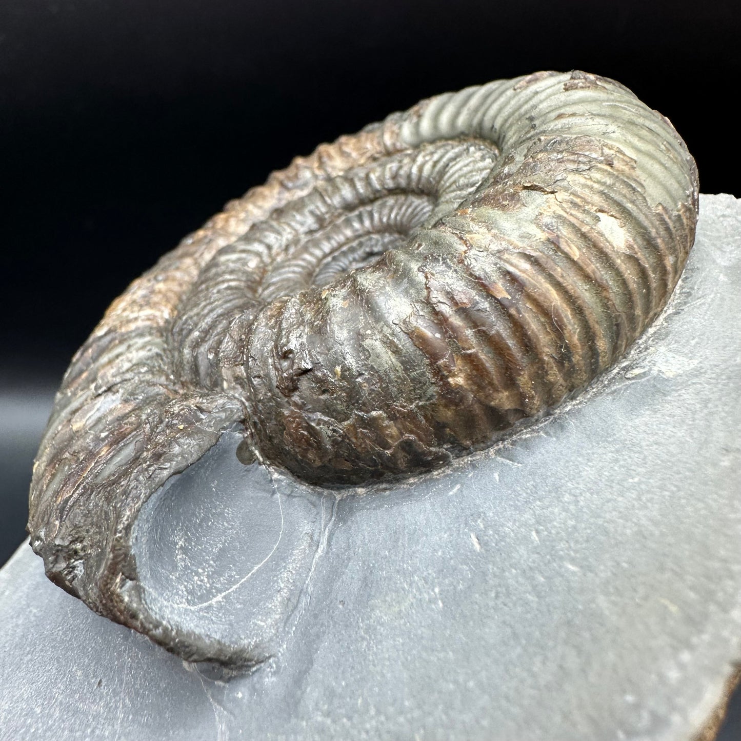 Catacoeloceras Sp. ammonite fossil with box and stand- Whitby, North Yorkshire Jurassic Coast Yorkshire Fossils