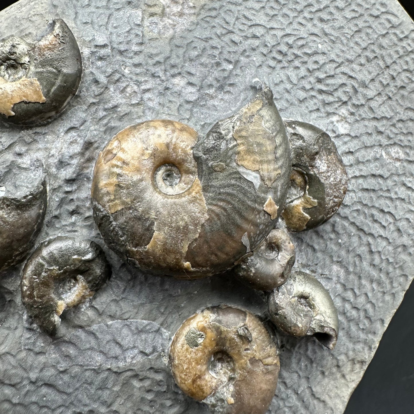 Eleganticeras Elegantulum ammonite fossil with box and stand - Whitby, North Yorkshire Jurassic Coast, Yorkshire Fossils