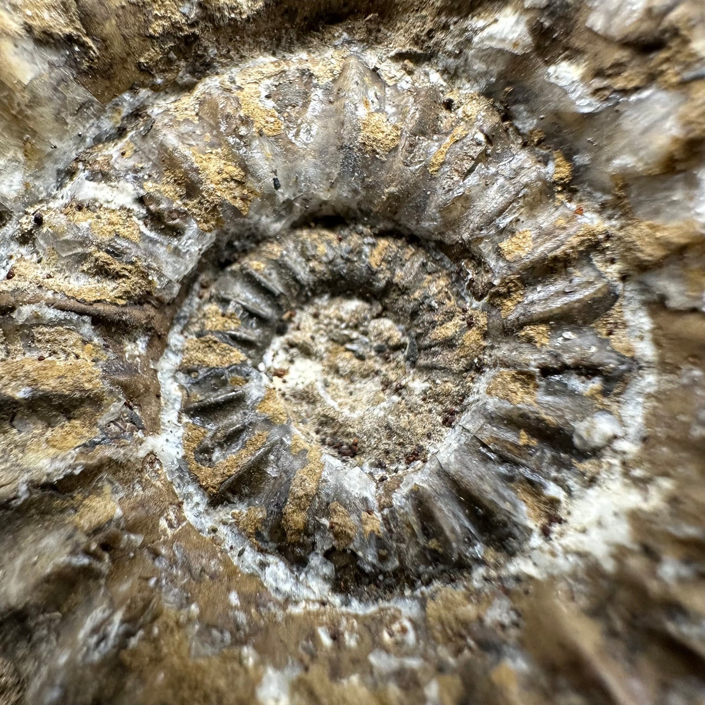 Androgynoceras capricornus Ammonite fossil with box and stand - Whitby, North Yorkshire Jurassic Coast Yorkshire Fossils