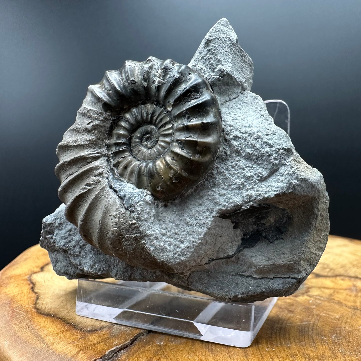 Aegasteroceras sagittarium ammonite fossil with box and stand - Whitby, North Yorkshire Jurassic Coast Yorkshire Fossils