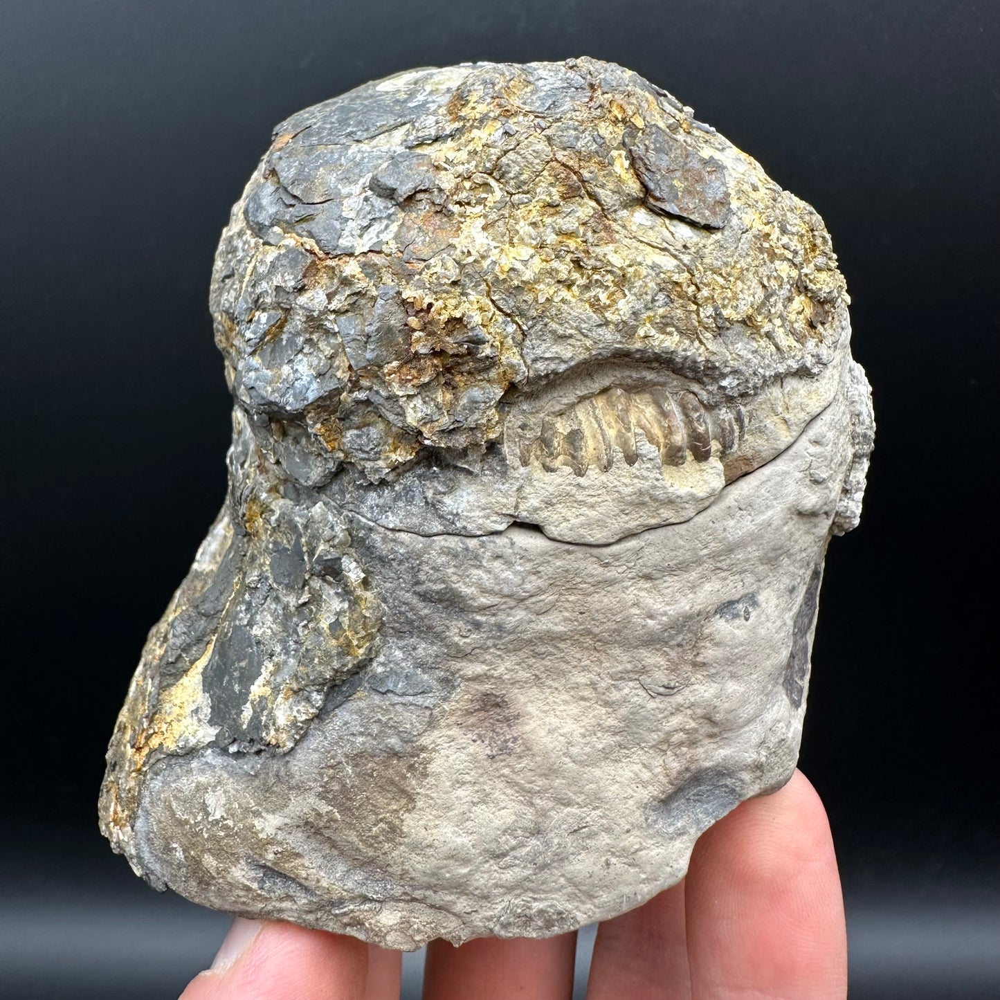 Dactylioceras Ammonite nodule (split pair) Fossil With Stand - Whitby, North Yorkshire Jurassic Coast Yorkshire Fossils