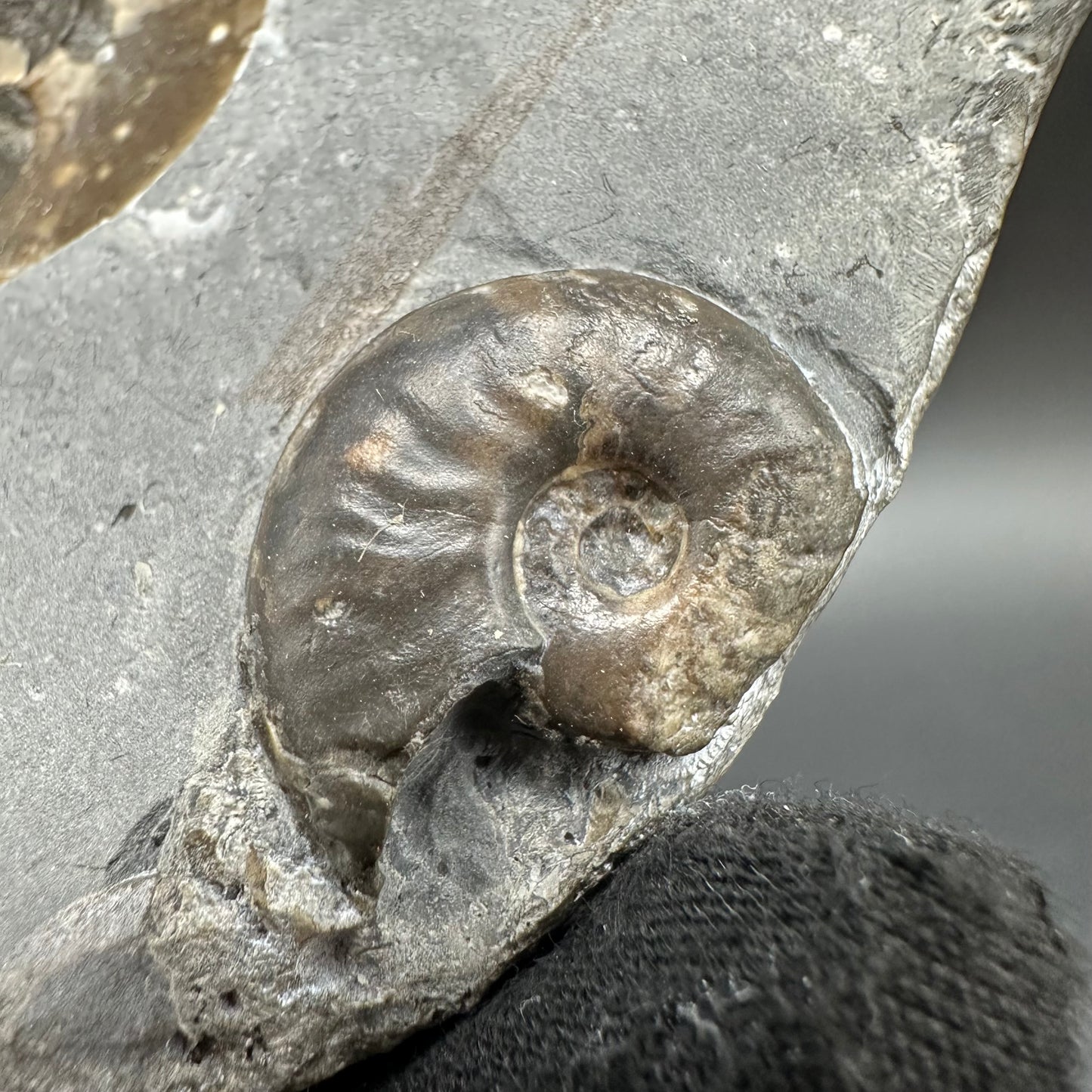 Eleganticeras Elegantulum ammonite with box and stand - Whitby, North Yorkshire Jurassic Coast, Yorkshire Fossils