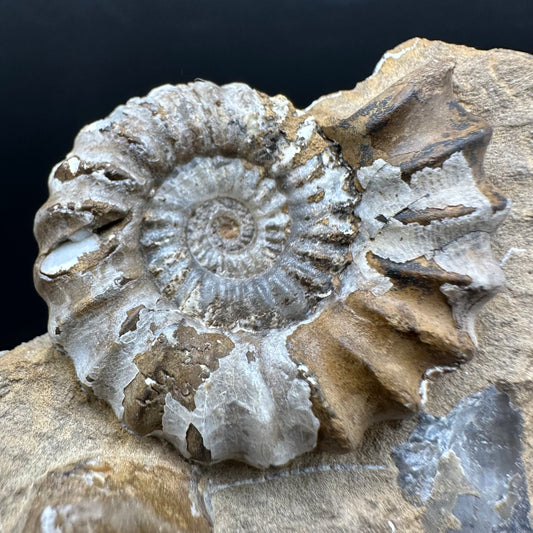 Androgynoceras capricornus Ammonite Fossil With Stand - Whitby, North Yorkshire Jurassic Coast Yorkshire Fossils