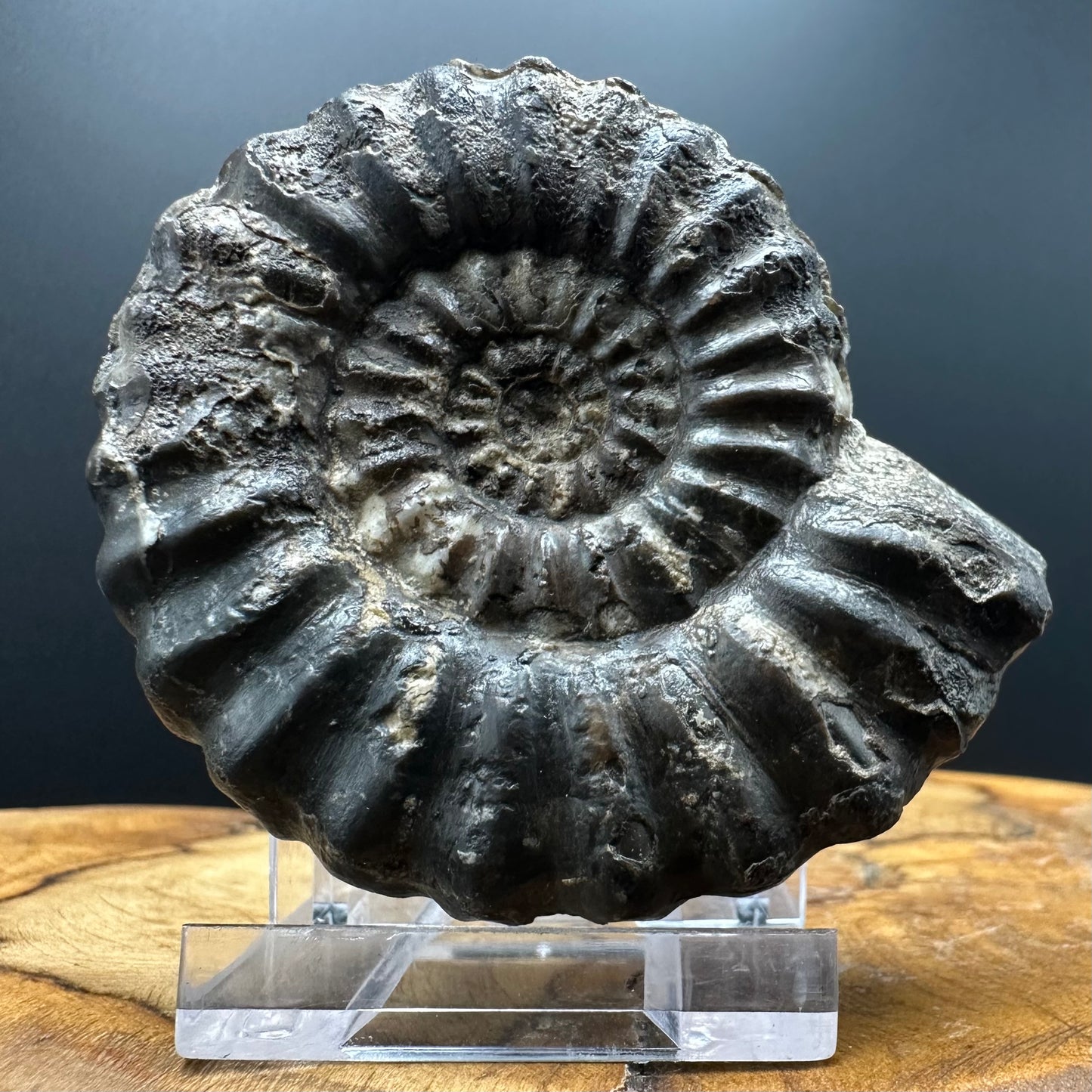 Androgynoceras maculatum ammonite fossil with box and stand - Whitby, North Yorkshire Jurassic Coast Yorkshire Fossils