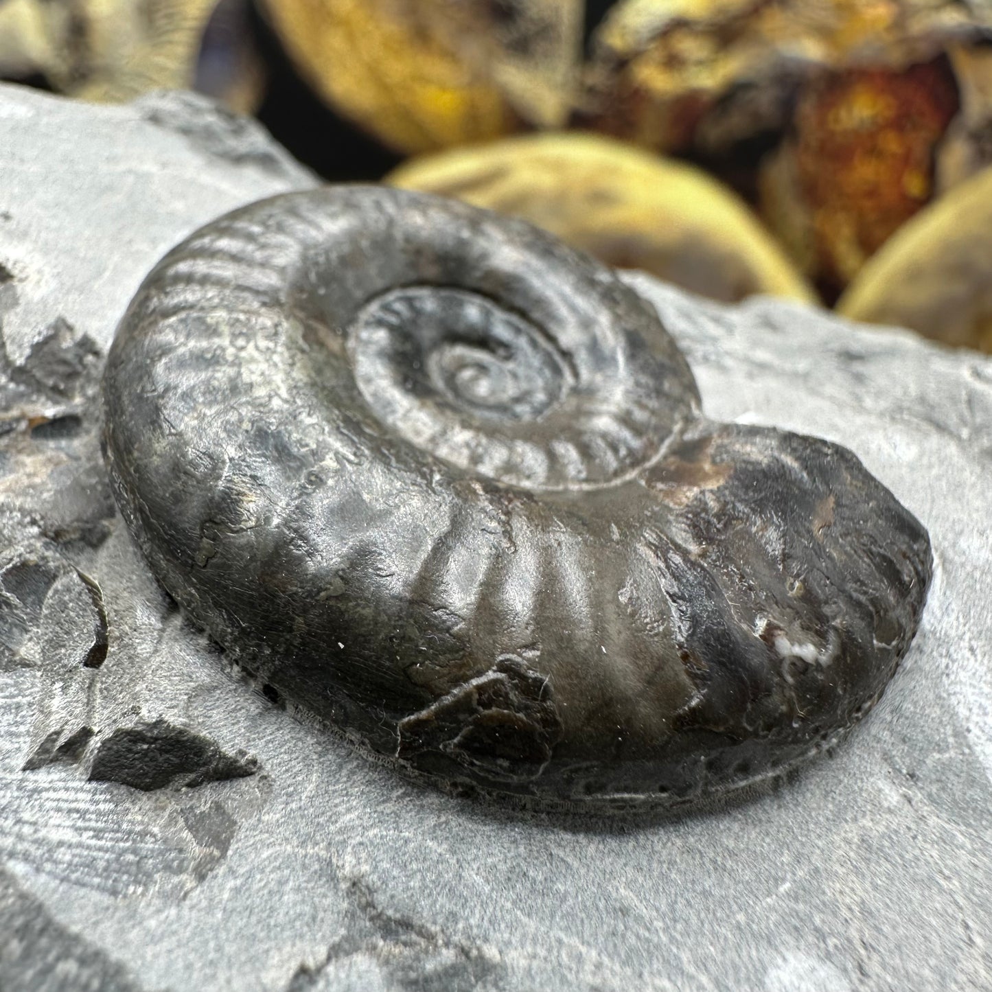 Grammoceras thoaurense ammonite shell fossil - Whitby, North Yorkshire