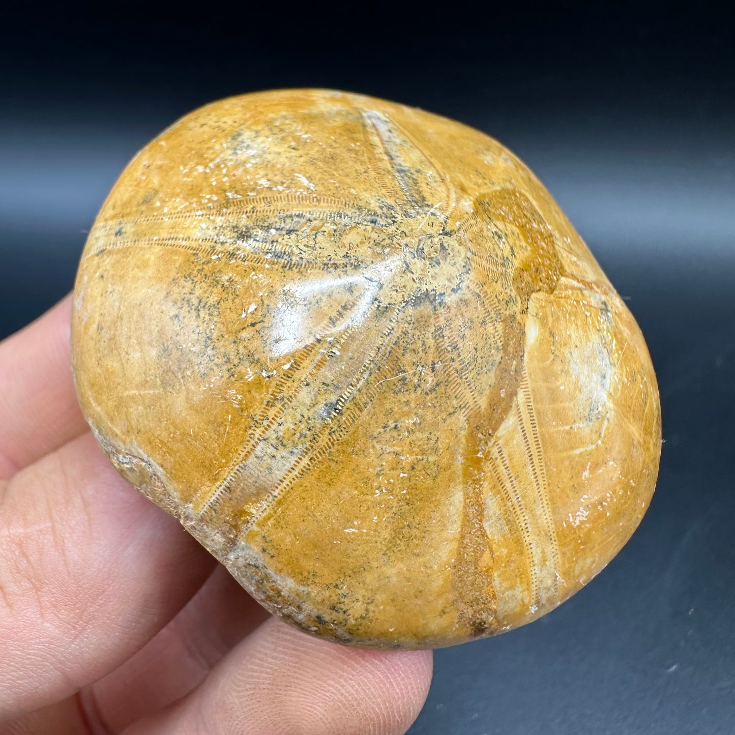 Holectypus Sea Urchin Fossil With Box And Stand - Middle Jurassic Madagascar