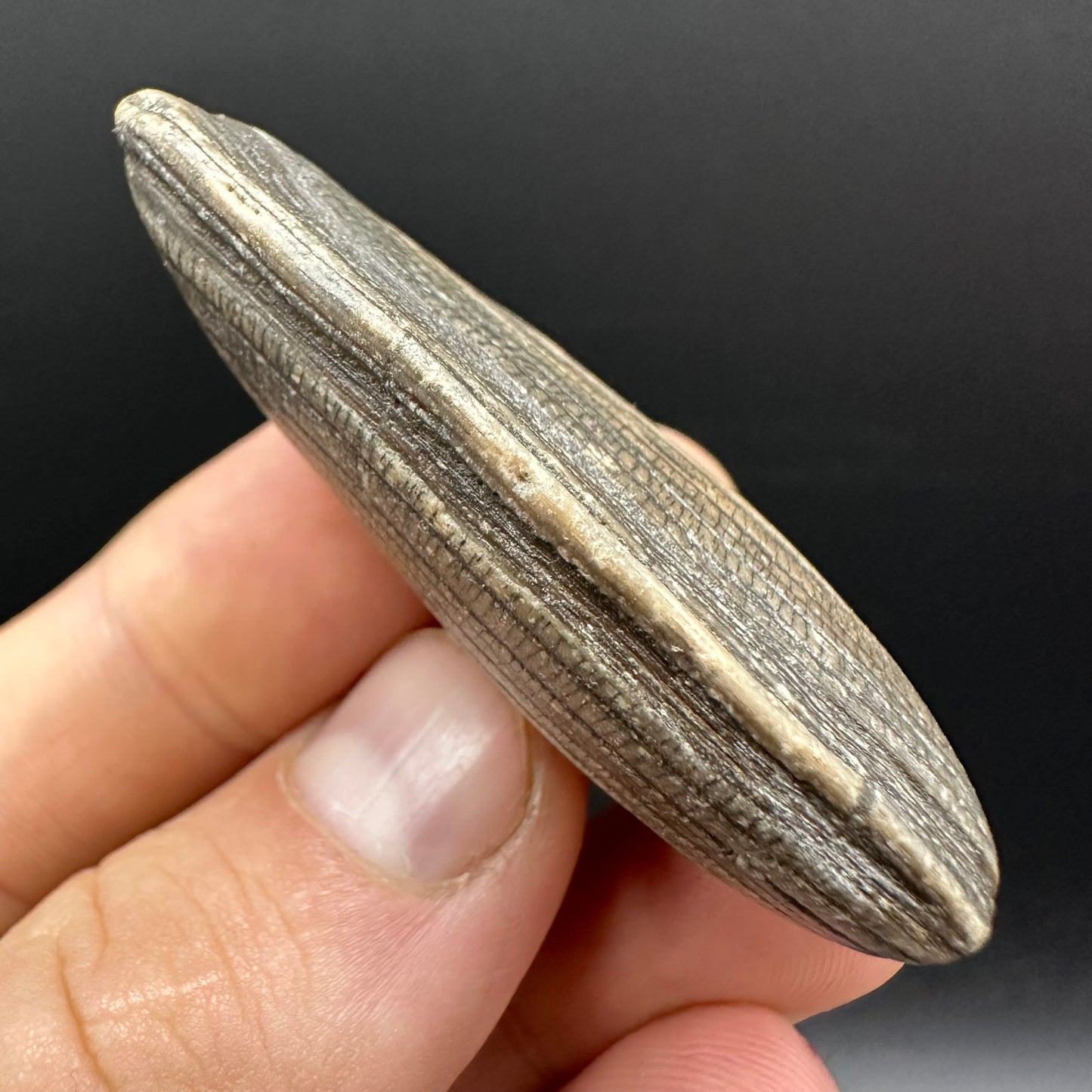 Shell fossil with box and stand - Whitby, North Yorkshire, Jurassic Coast, Yorkshire Fossils