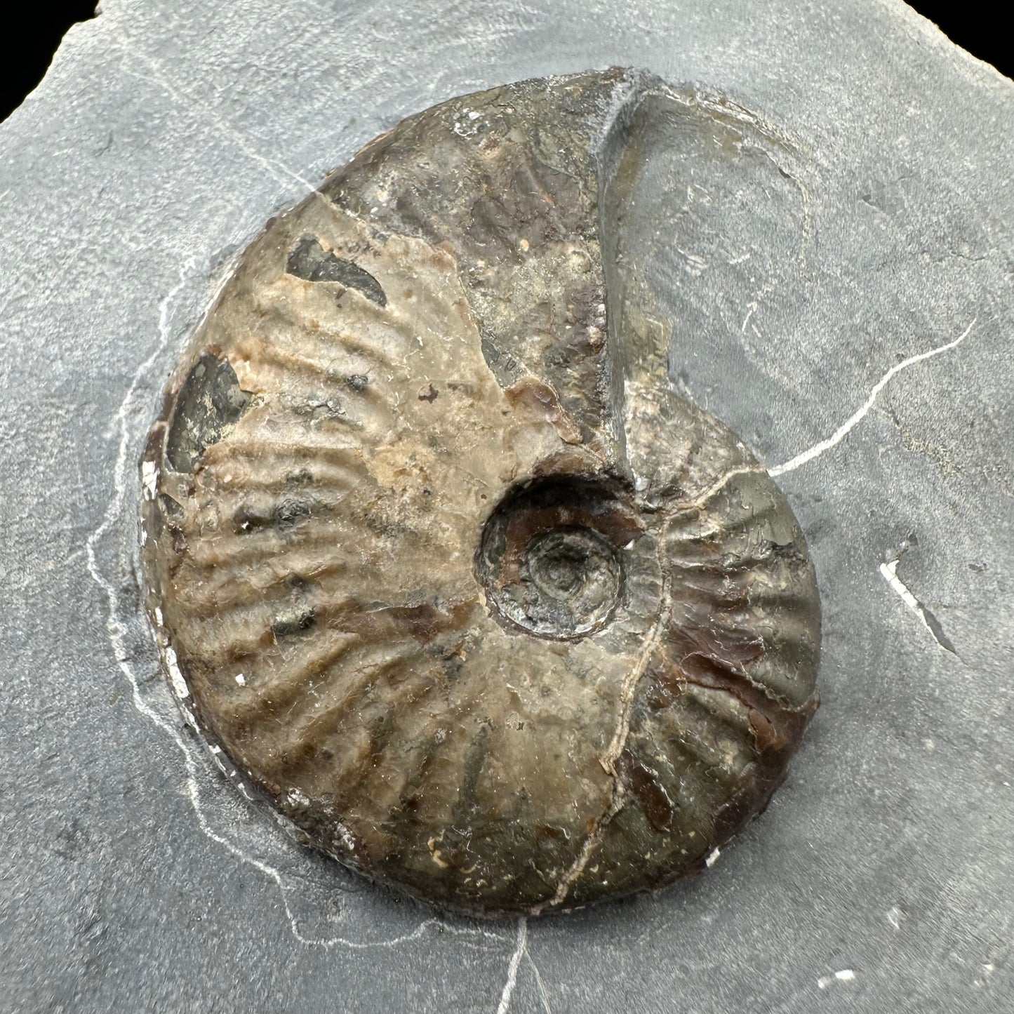 Pseudolioceras lythense Ammonite fossil with box and stand - Whitby, North Yorkshire, Yorkshire Fossils on the Jurassic Coast