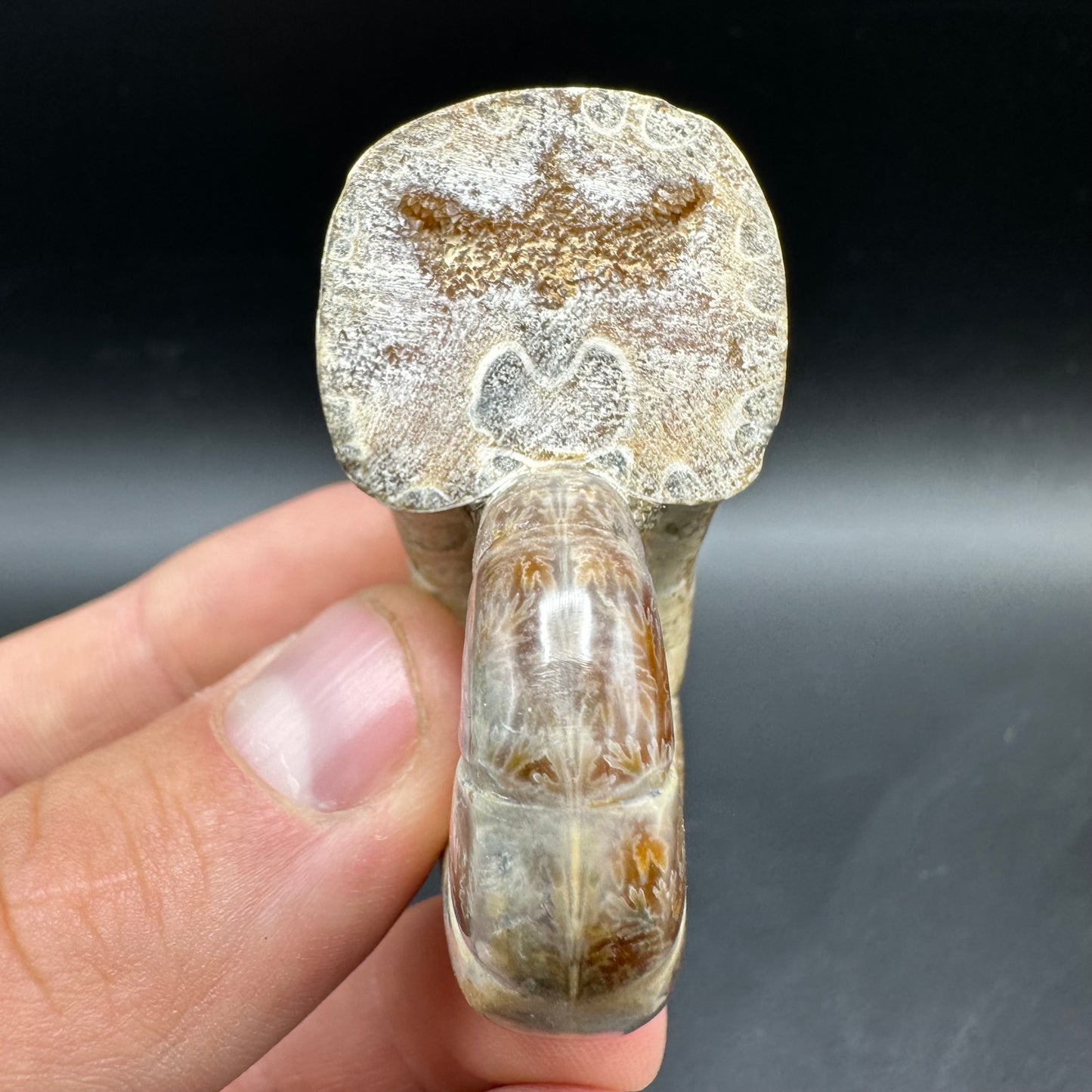 Lytoceras Ammonite Fossil With Box And Stand - Cretaceous Ammonite Madagascar