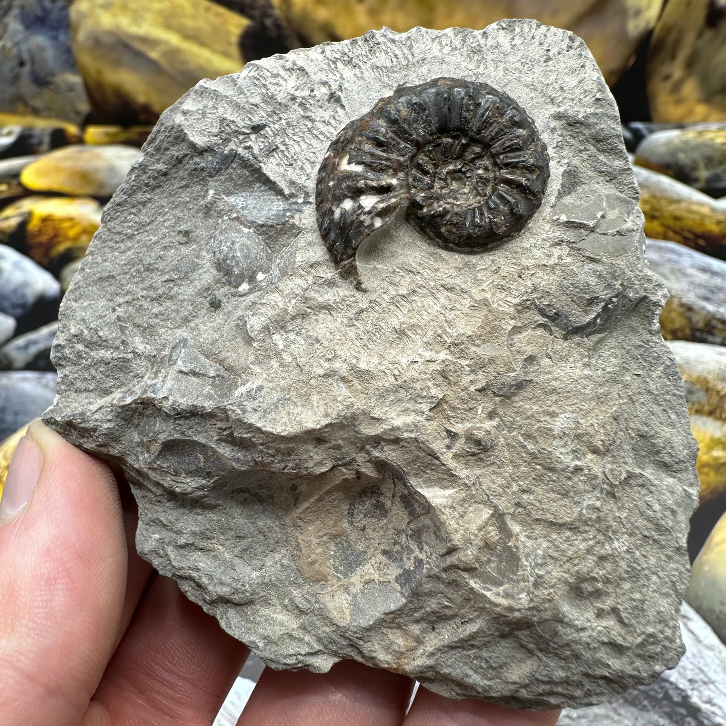 Amaltheus subnodosus ammonite fossil - Whitby, North Yorkshire Jurassic Coast, Yorkshire Fossils