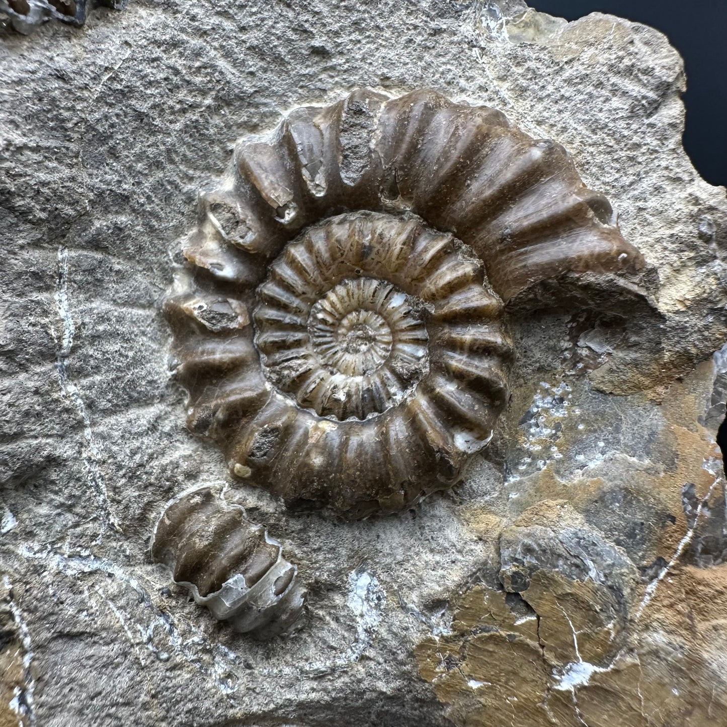 Androgynoceras capricornus Ammonite Fossil With Stand - Whitby, North Yorkshire Jurassic Coast Yorkshire Fossils