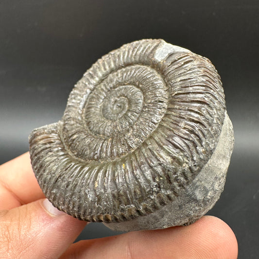 Dactylioceras Ammonite Fossil With box and Stand - Whitby, North Yorkshire Jurassic Coast Yorkshire Fossils