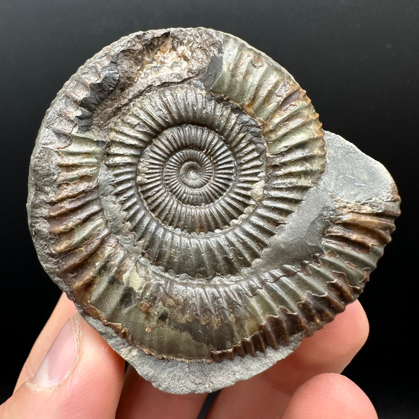 Dactylioceras Ammonite nodule (split pair) Fossil With Box And Stand - Whitby, North Yorkshire Jurassic Coast Yorkshire Fossils