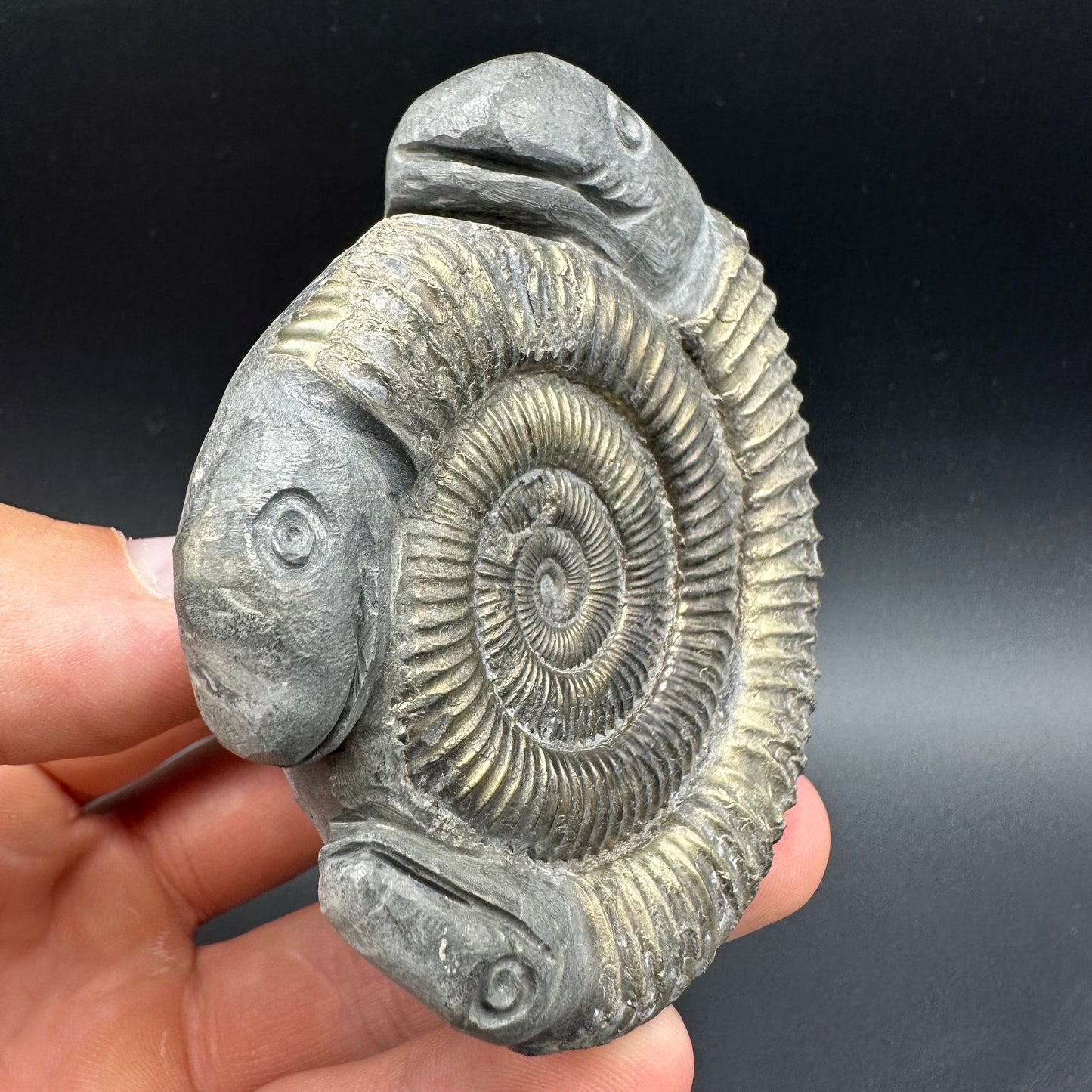 Hydra Snakestone Ammonite Fossil With Bag/Box And Stand - Whitby, North Yorkshire Jurassic Coast Yorkshire Fossils