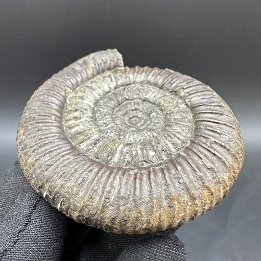 Dactylioceras Ammonite Fossil With Box And Stand - Whitby, North Yorkshire Jurassic Coast Yorkshire Fossils