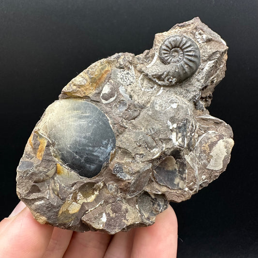 Amaltheus subnodosus Ammonite fossil with stand - Whitby, North Yorkshire Jurassic Coast Yorkshire Fossils
