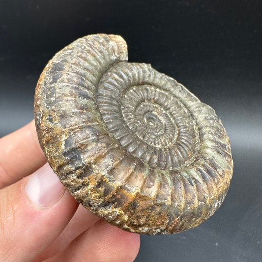 Dactylioceras Ammonite Fossil With box and Stand - Whitby, North Yorkshire Jurassic Coast Yorkshire Fossils