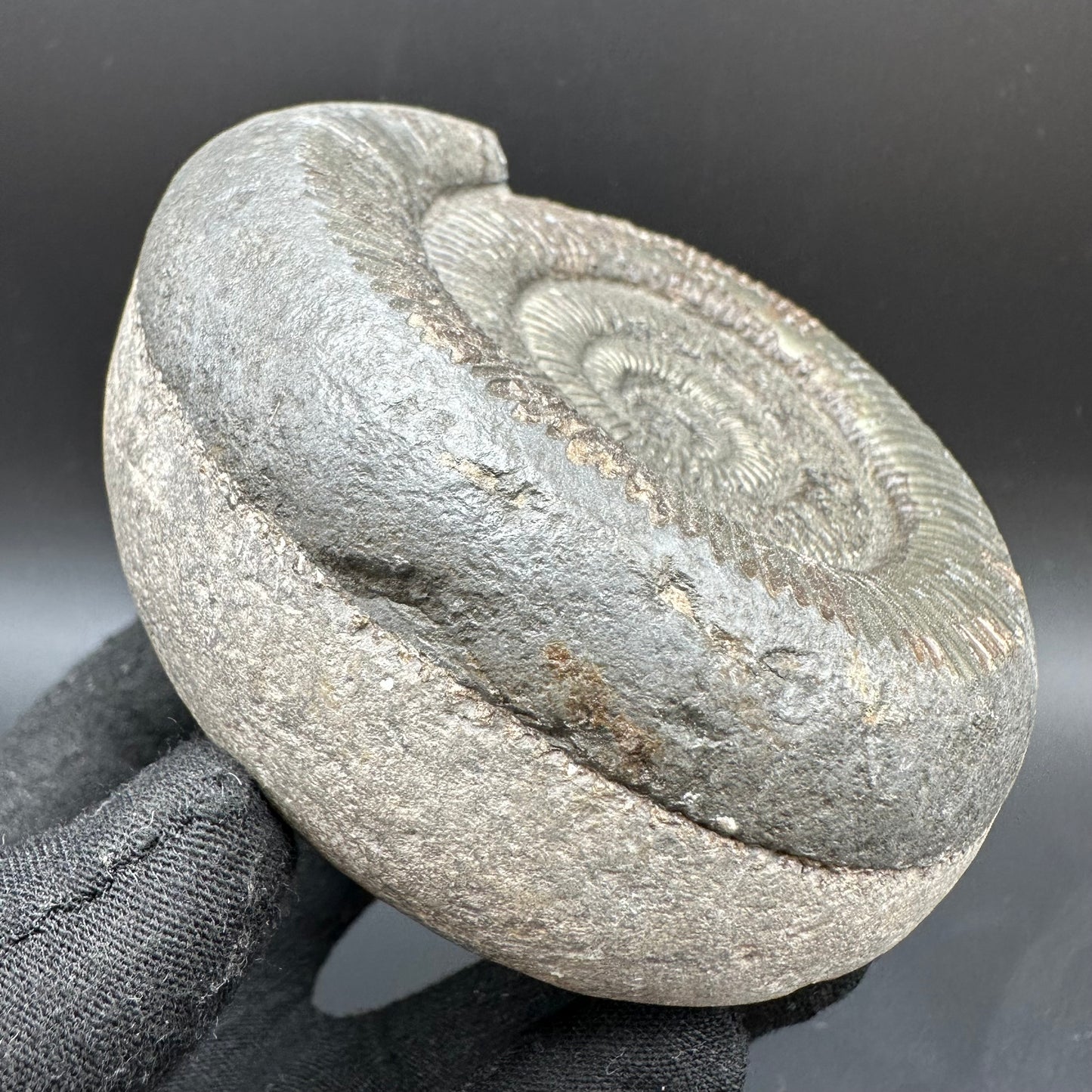 Dactylioceras semicelatum Ammonite fossil with box and stand - Whitby, North Yorkshire Jurassic Coast Yorkshire Fossils
