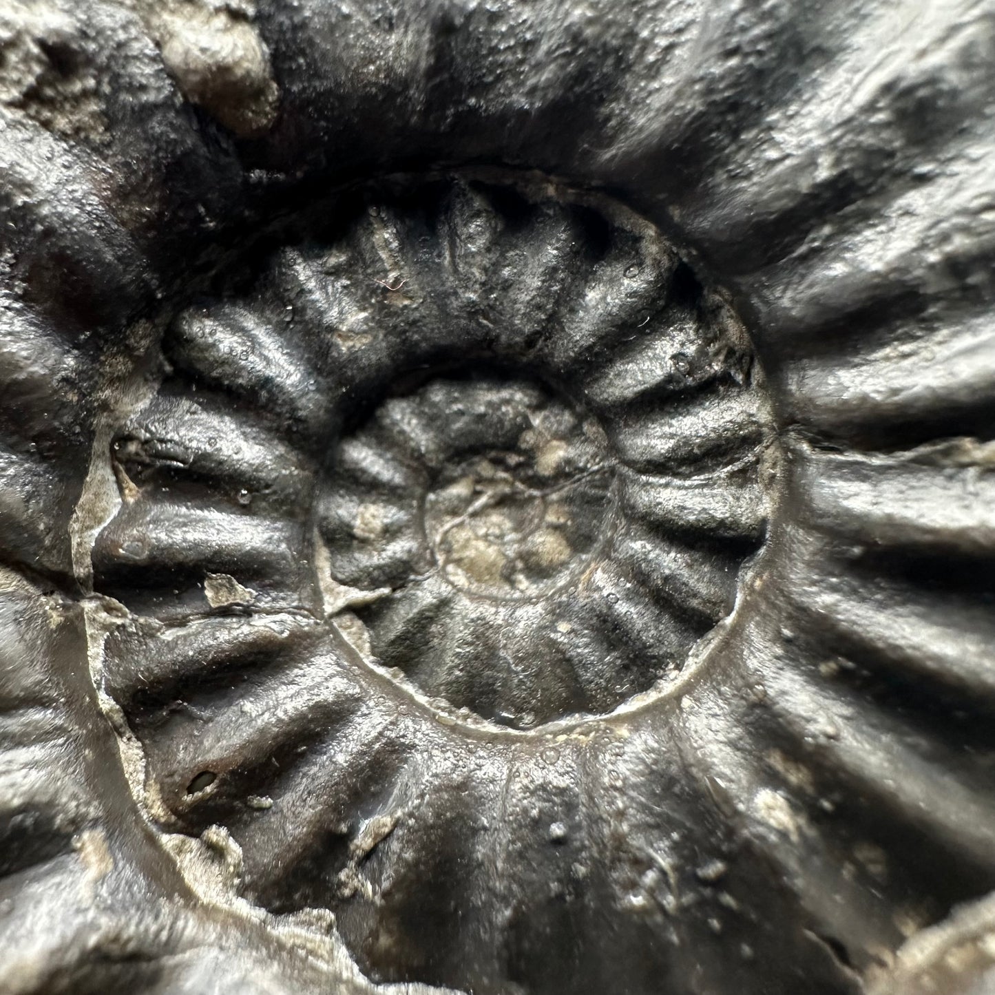 Asteroceras Ammonite fossil with box and stand - Whitby, North Yorkshire Jurassic Coast Yorkshire Fossils