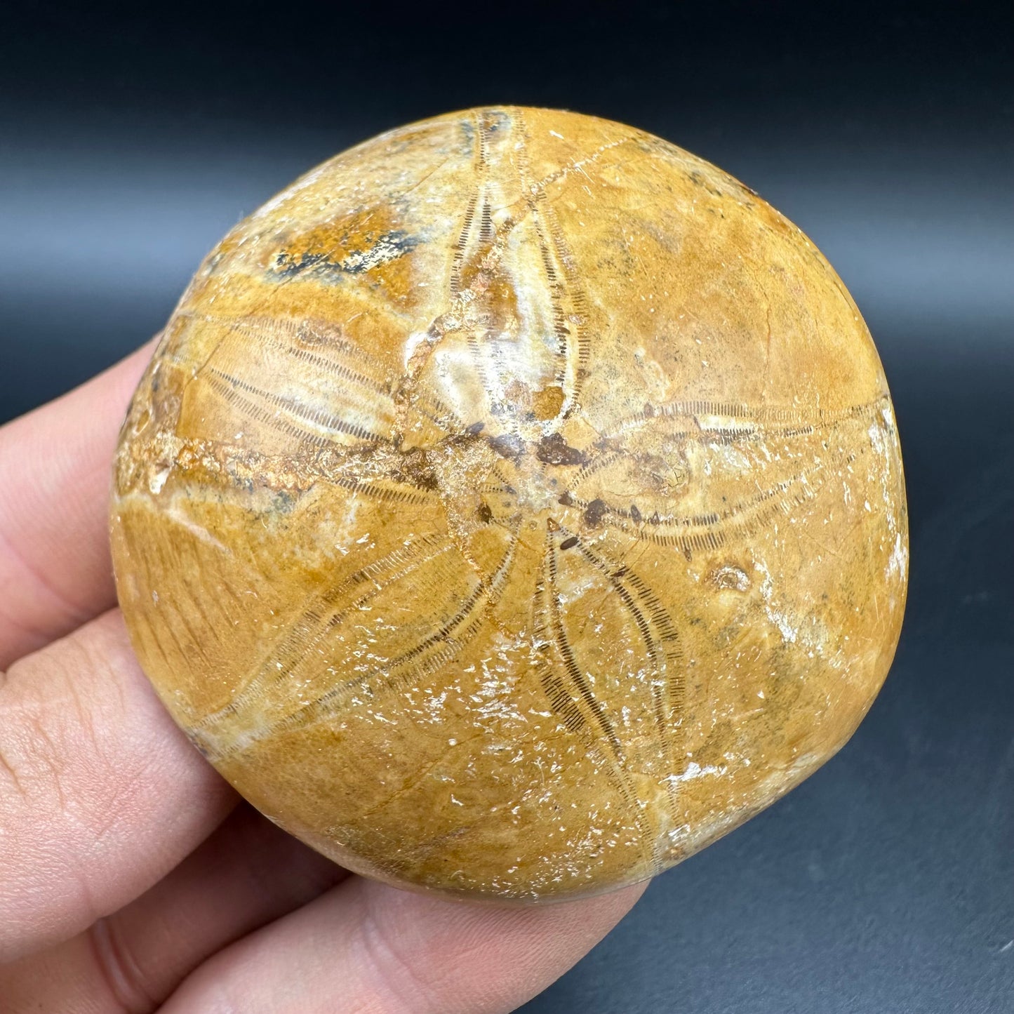 Holectypus Sea Urchin Fossil With Box And Stand - Middle Jurassic Madagascar