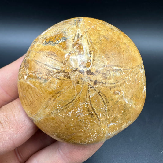 Holectypus Sea Urchin Fossil With Box And Stand - Middle Jurassic Madagascar