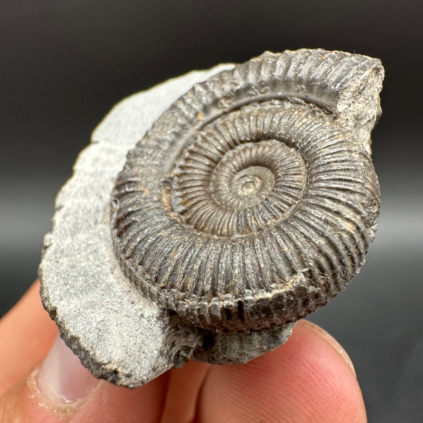 Dactylioceras Ammonite Fossil With Box And Stand - Whitby, North Yorkshire Jurassic Coast Yorkshire Fossils