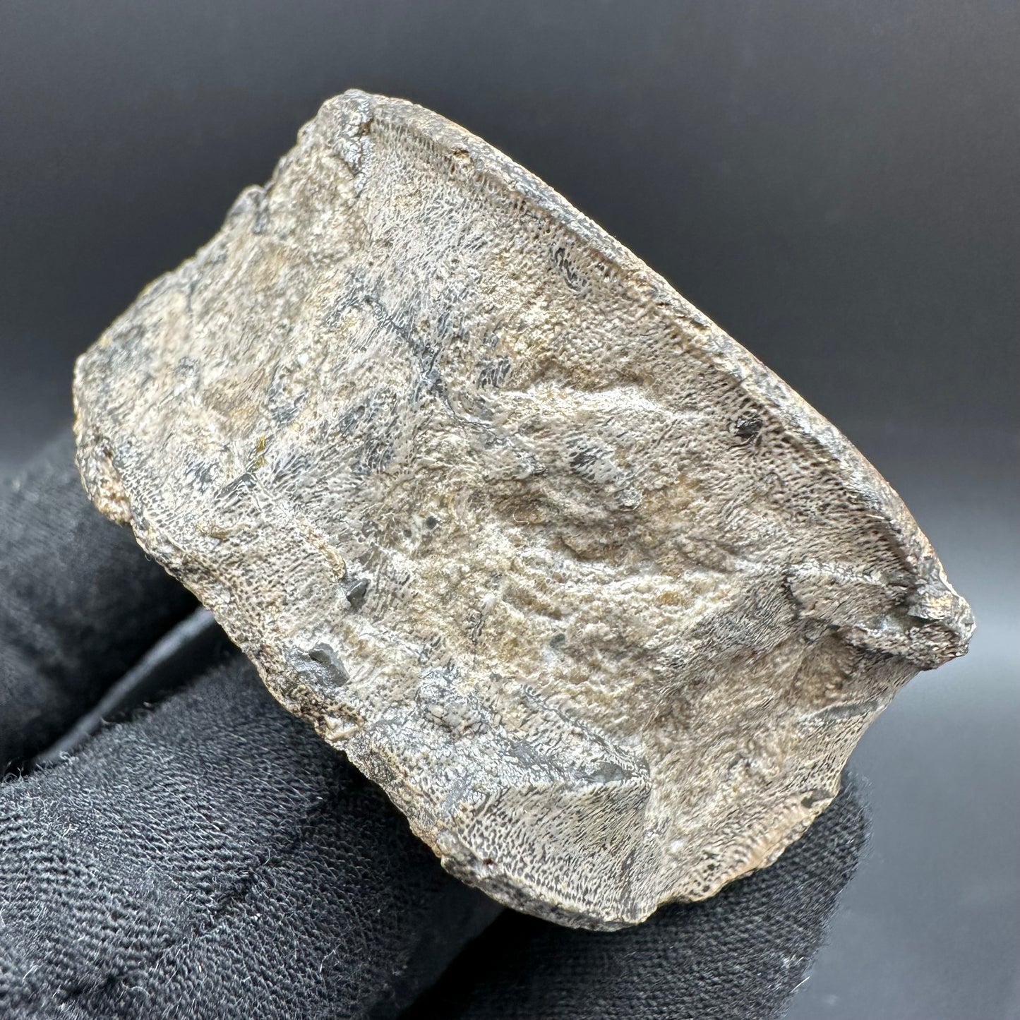 Ichthyosaur Vertebra fossil with box and stand - Whitby, North Yorkshire Jurassic Coast, Yorkshire fossils found on the Jurassic Coast